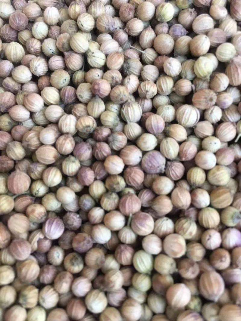 香菜籽产区甘肃玉门俗称燕穗子甘肃玉门香菜籽全国批发