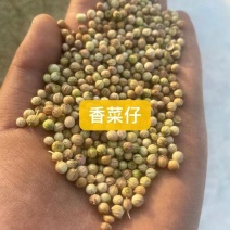 香菜籽产区甘肃玉门俗称燕穗子甘肃玉门香菜籽全国批发