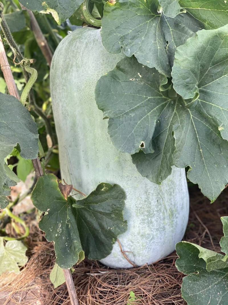 大理巍山白皮冬瓜，瓜形好，粉色亮。皮肉厚，耐运输，