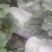 大理巍山白皮冬瓜，瓜形好，粉色亮。皮肉厚，耐运输，