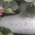 大理巍山白皮冬瓜，瓜形好，粉色亮。皮肉厚，耐运输，