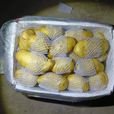 2025年新土豆荷兰十五号土豆食堂土豆长期供应