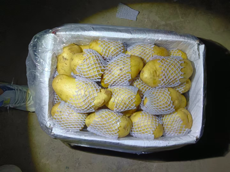 2025年新土豆荷兰十五号土豆食堂土豆长期供应