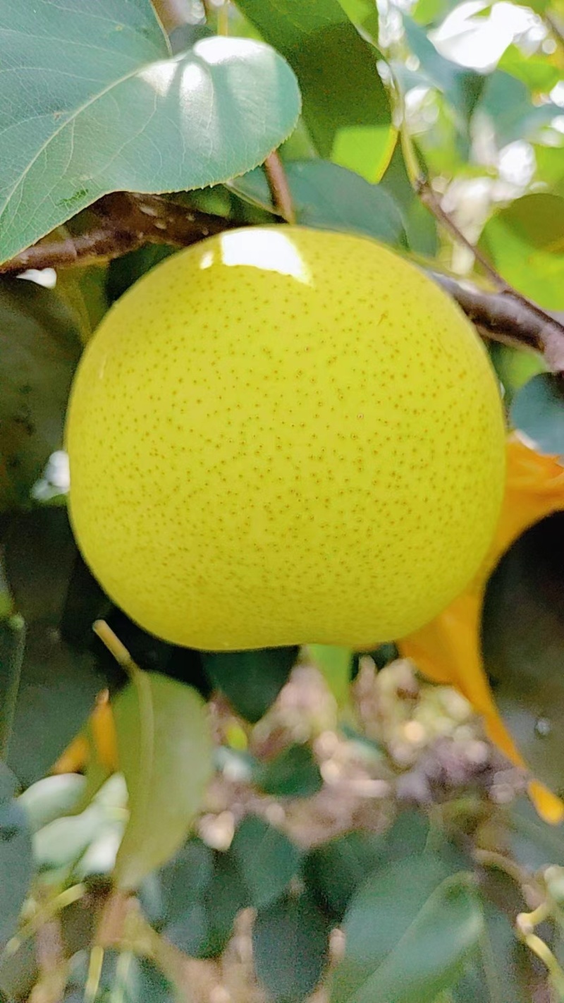 雪花梨