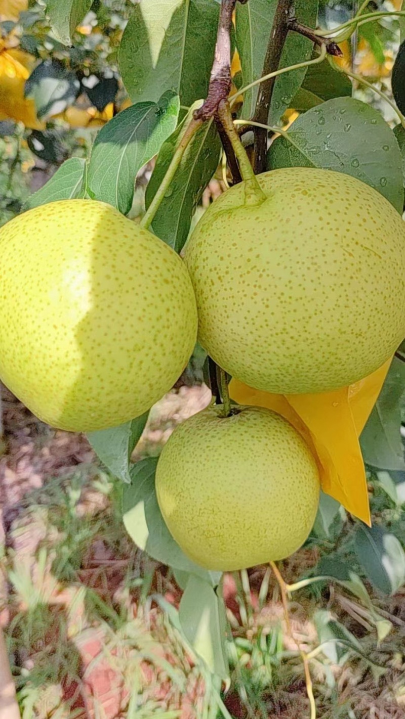 雪花梨