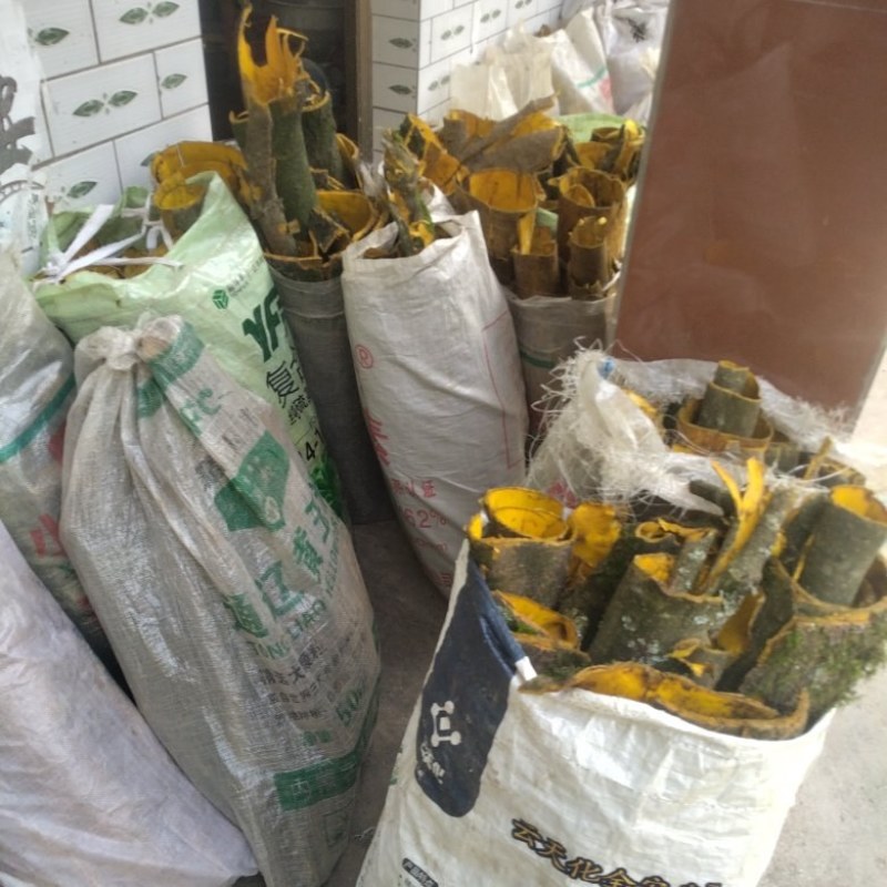 厂家直销黄柏无添加原生态随时可聊健康与您同行