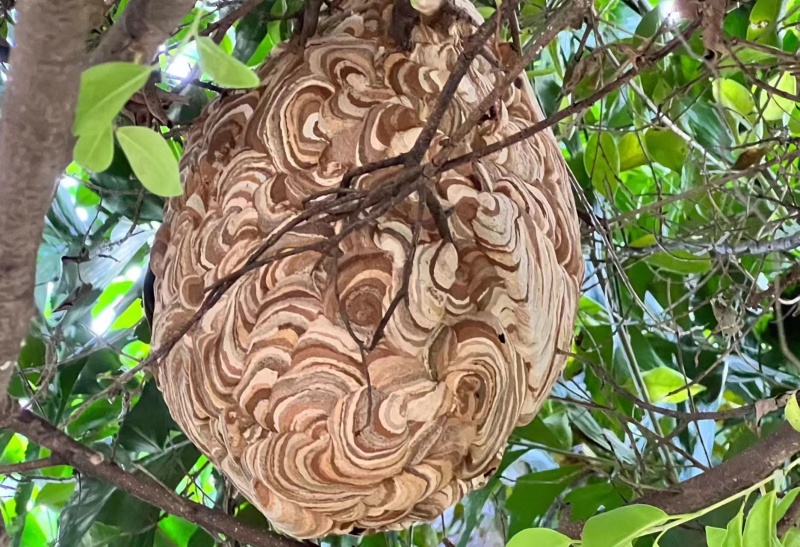 蜂房