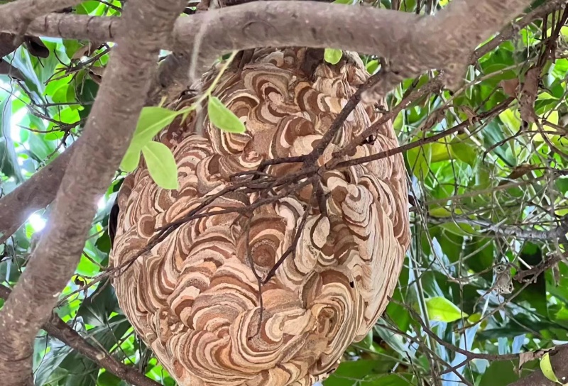 蜂房