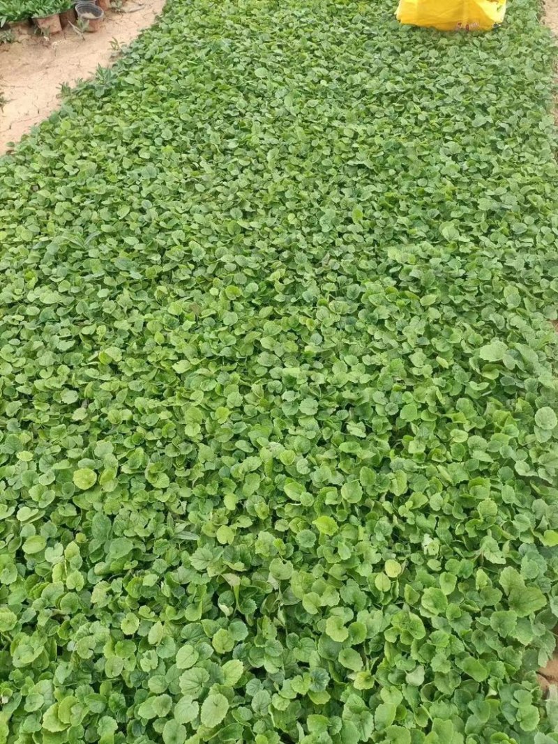 二月兰，多年生宿根地被草花，耐寒耐旱耐运输，成活率高