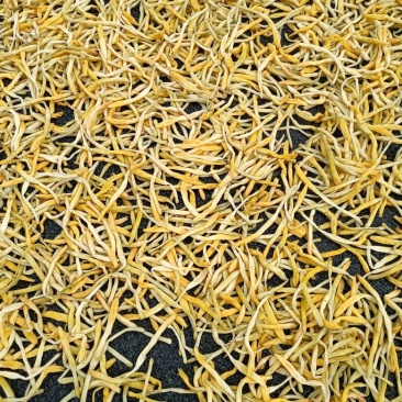 黄花菜