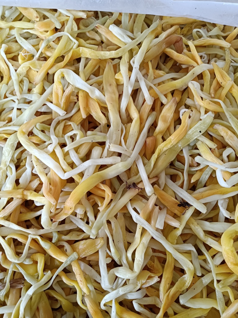 黄花菜