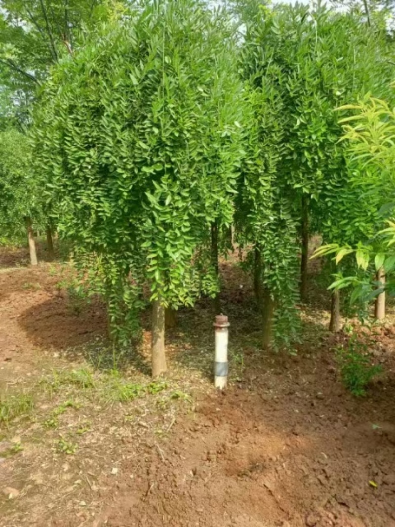 7的龙爪槐耷拉槐