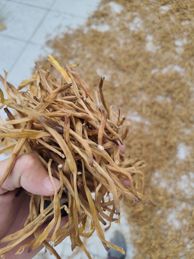 黄花菜