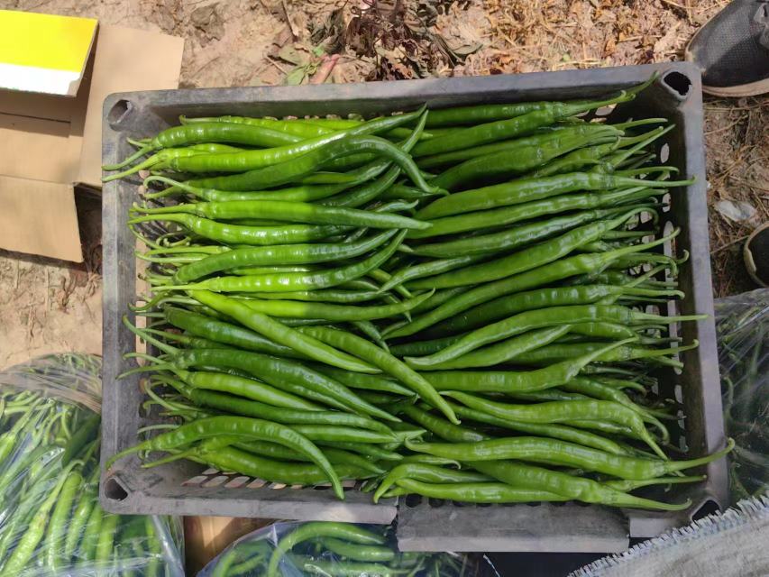 薄皮椒与青椒对比图