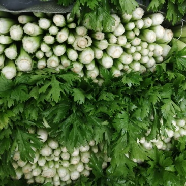 中细棵芹菜