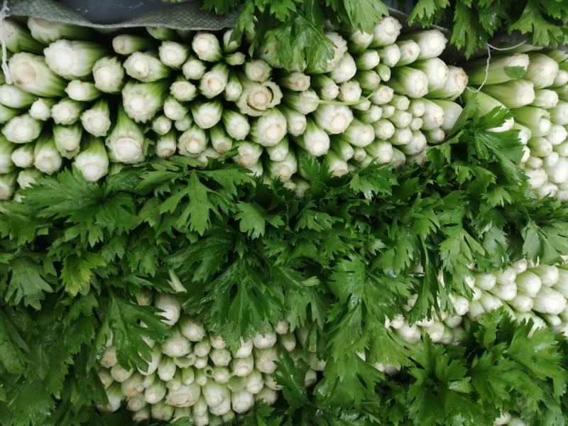 中细棵芹菜