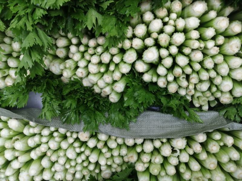 中细棵芹菜