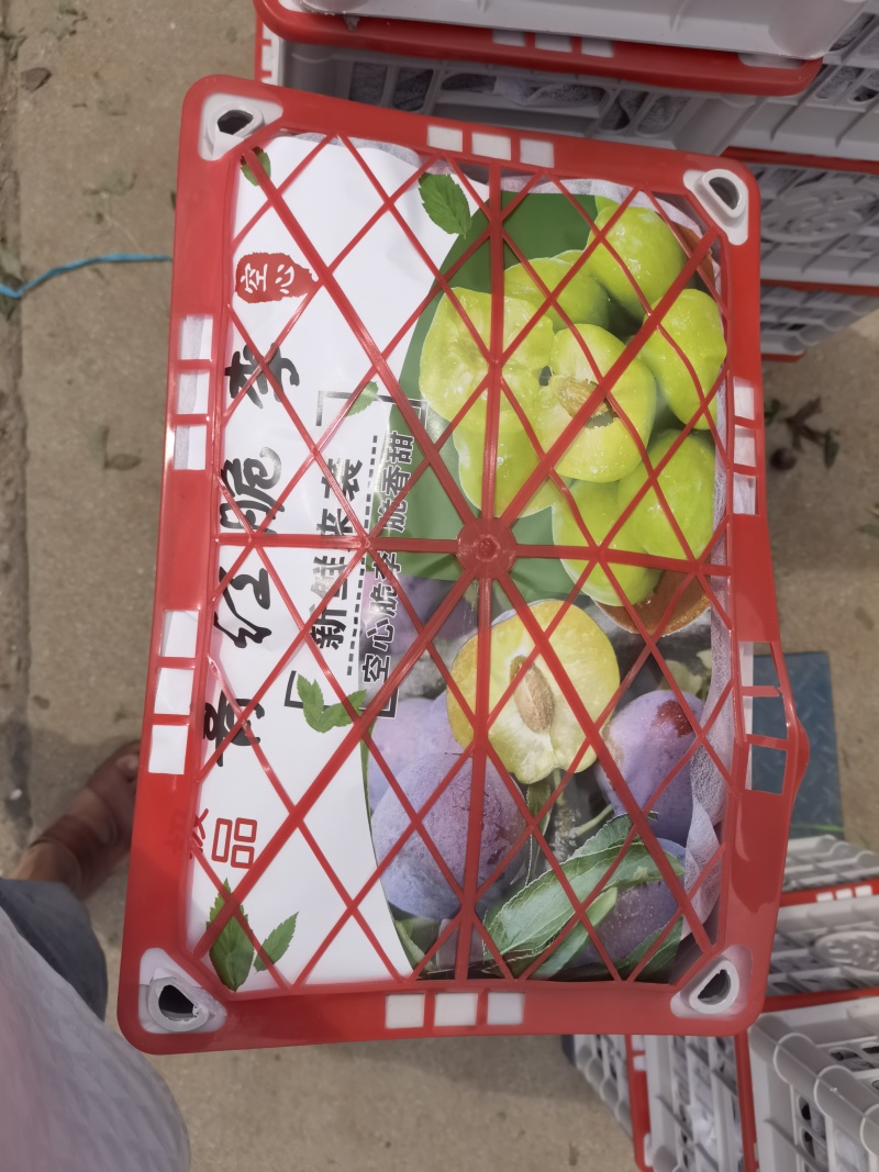 五月脆李子青脆李大量上市中，产地一手货源，电商超市直供