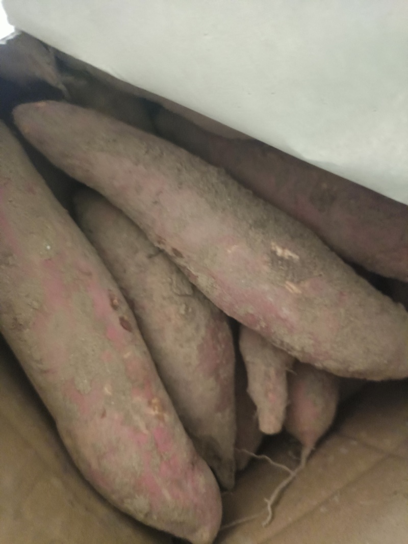 精品沙地蜜薯西瓜红
