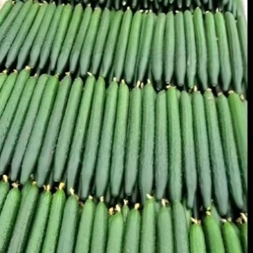 精品黄瓜