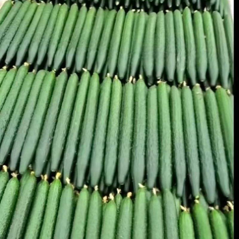 精品黄瓜