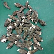 羊肚菌干货高端营养滋补煲汤食材礼品商用食用菌菇