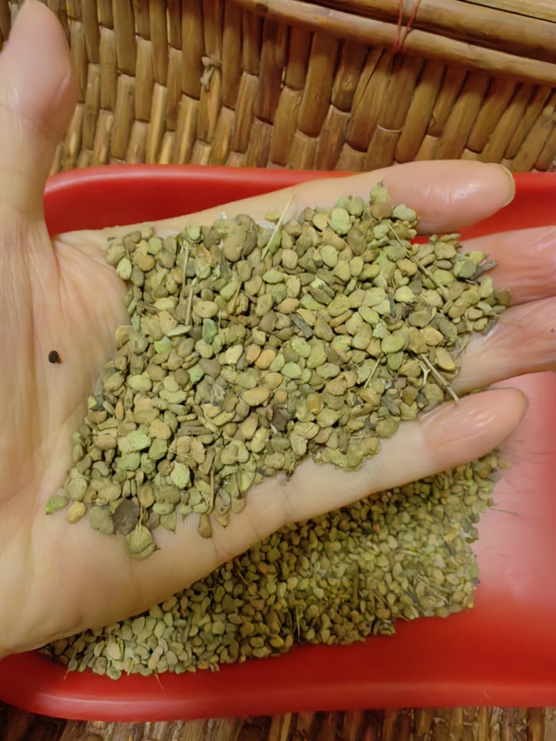 黄栌种子，彩叶树种香山红叶种子