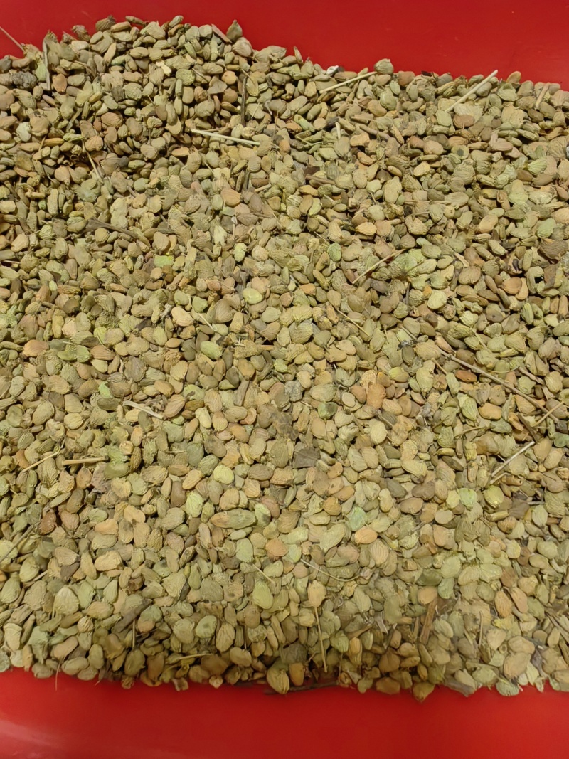 黄栌种子，彩叶树种香山红叶种子