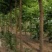 高杆柘树（柞榛）直径10厘米左右300棵