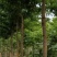 高杆柘树（柞榛）直径10厘米左右300棵
