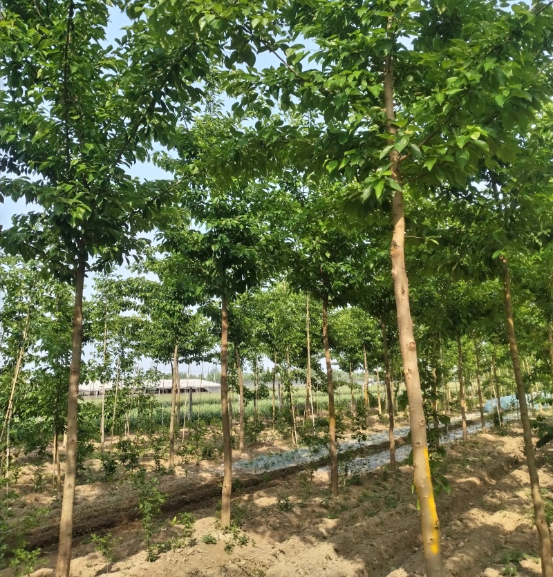 高杆柘树（柞榛）直径10厘米左右300棵