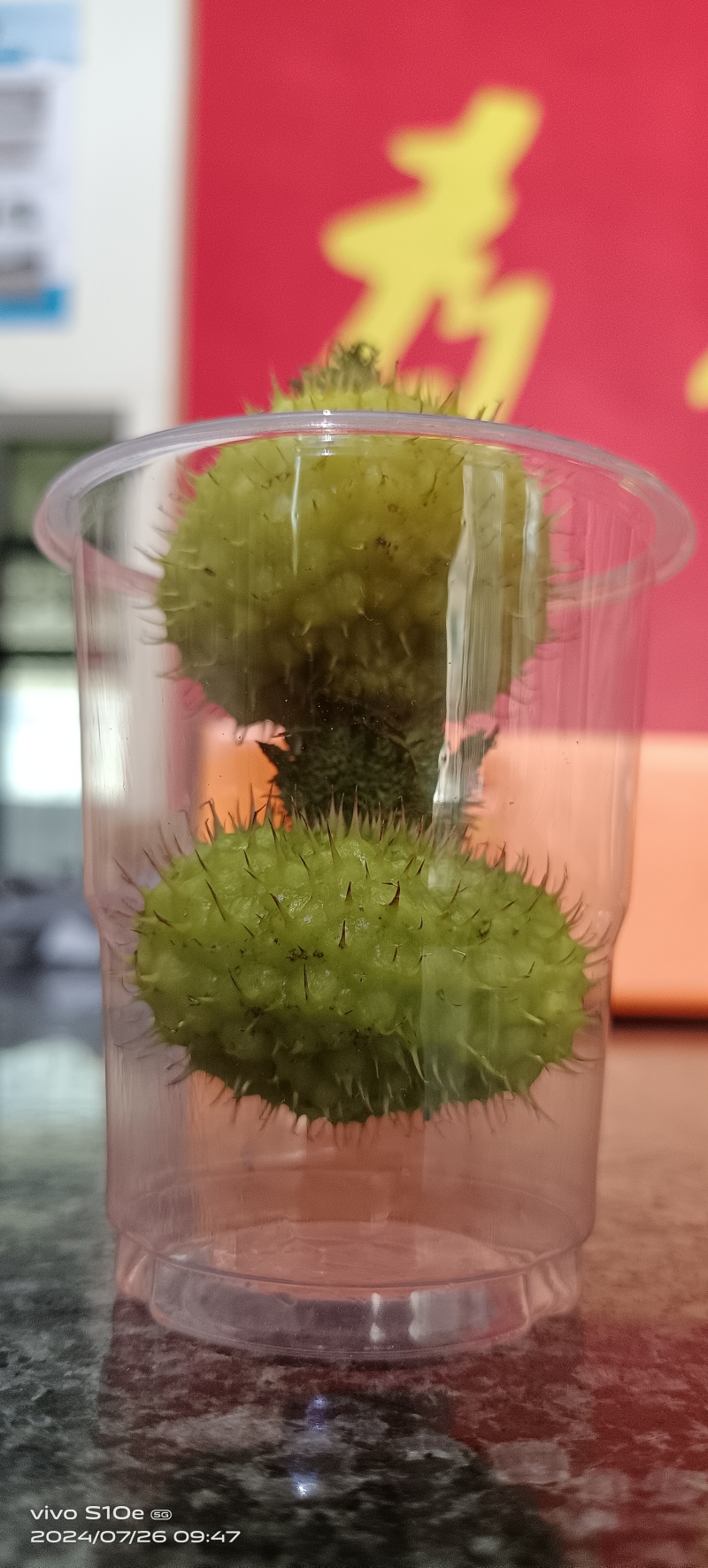 贵州野生刺梨