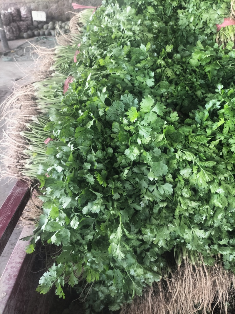 精品香菜大量有货需要可以联系，质量三保，服务至上