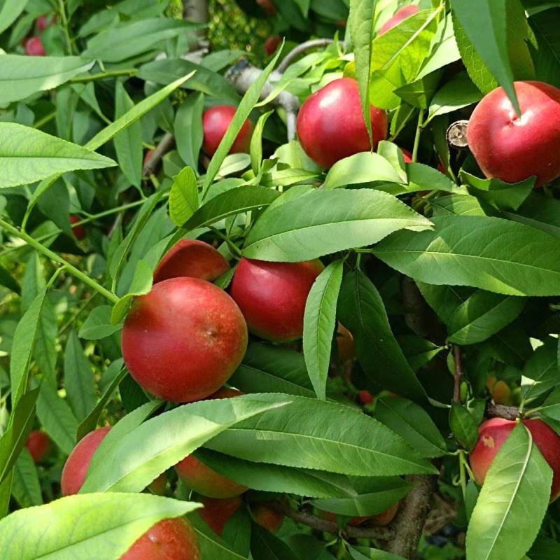 珍珠枣油蟠桃