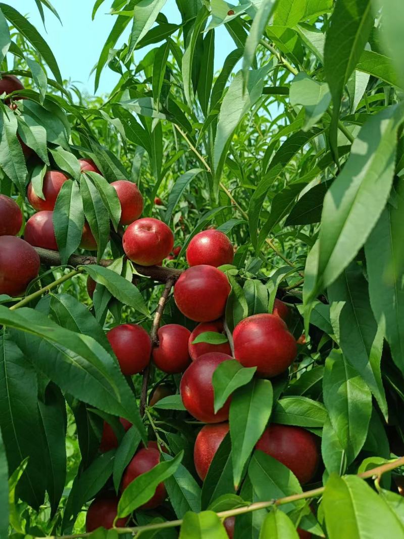 珍珠枣油蟠桃