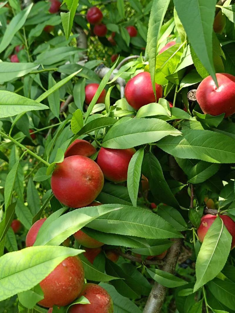 珍珠枣油蟠桃