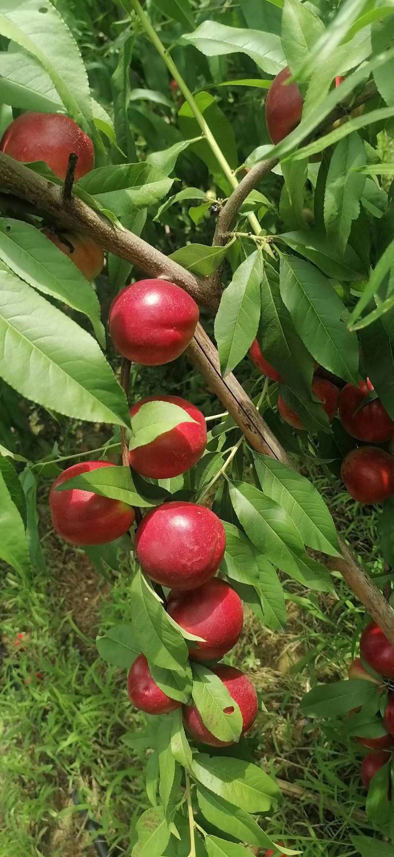 珍珠枣油蟠桃