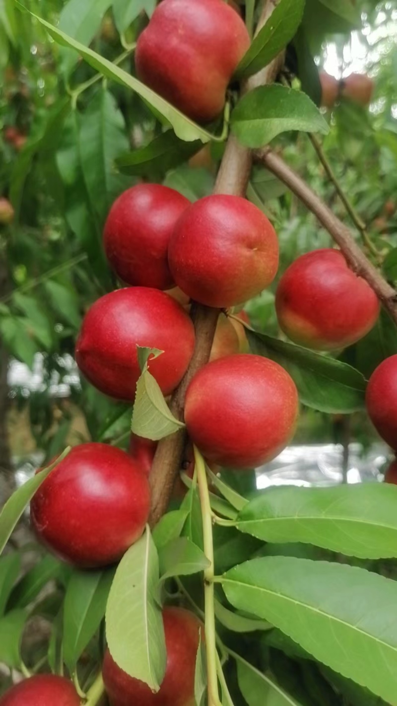 珍珠枣油蟠桃
