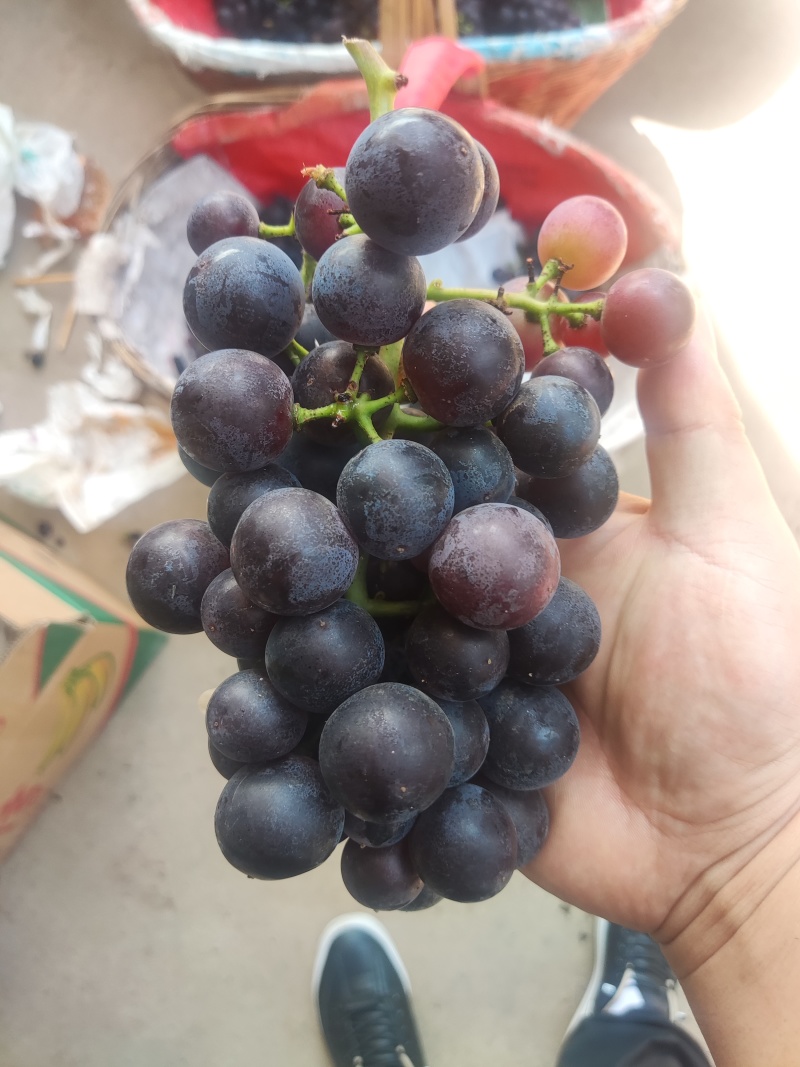 大量无籽巨峰，沪太，青葡萄，下剪果，需要的老板联系