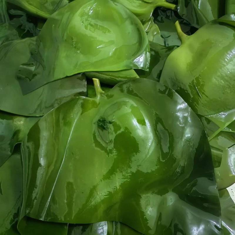 大号干海带头，无黄叶肉厚山东厂家直销质量保证全国发货