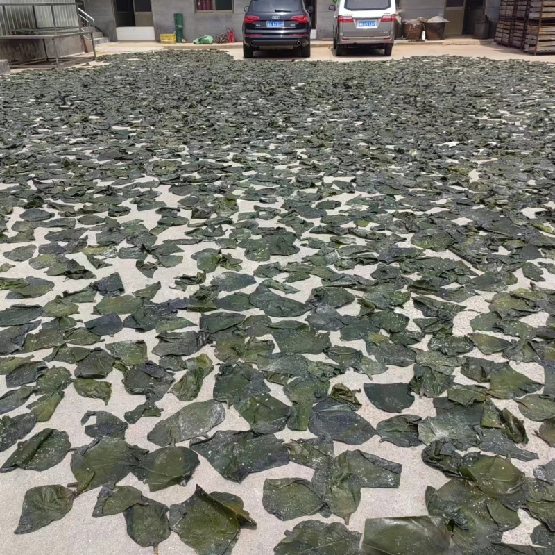 大号干海带头，无黄叶肉厚山东厂家直销质量保证全国发货
