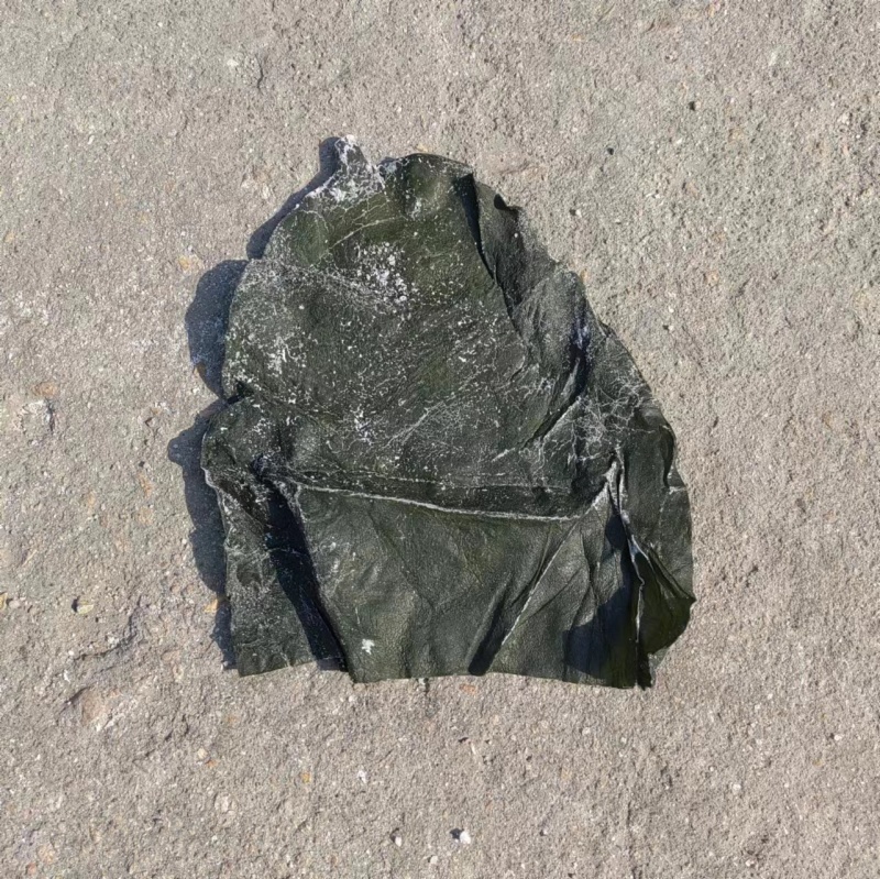 大号干海带头，无黄叶肉厚山东厂家直销质量保证全国发货
