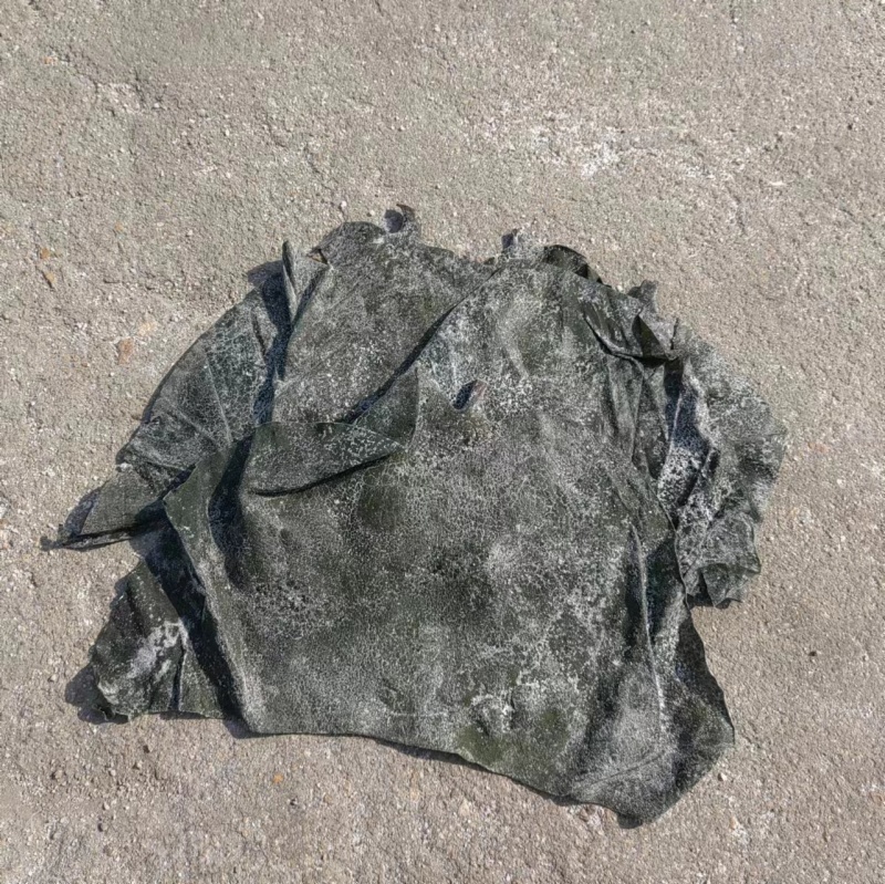 大号干海带头，无黄叶肉厚山东厂家直销质量保证全国发货