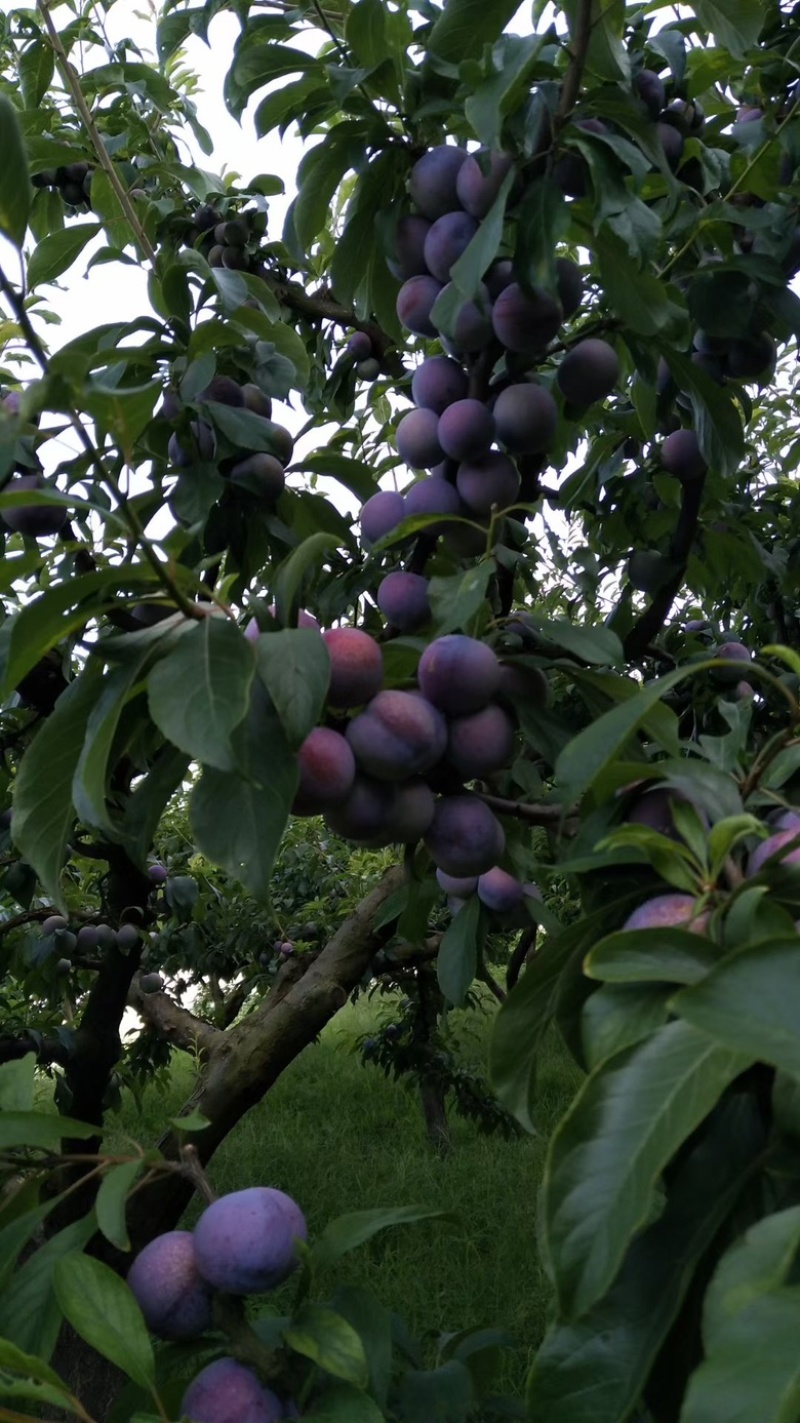 苍溪高山脆红李