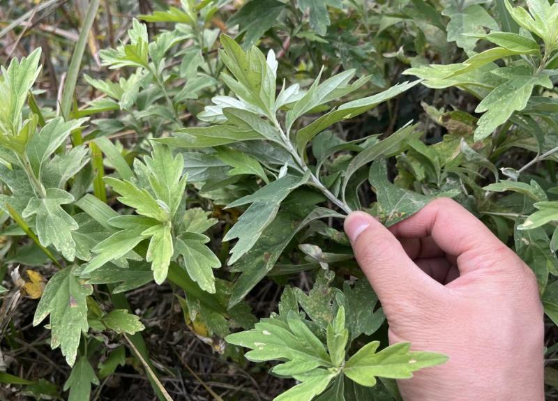 野生艾叶陈艾全叶全棵切段精挑细选干净无杂质