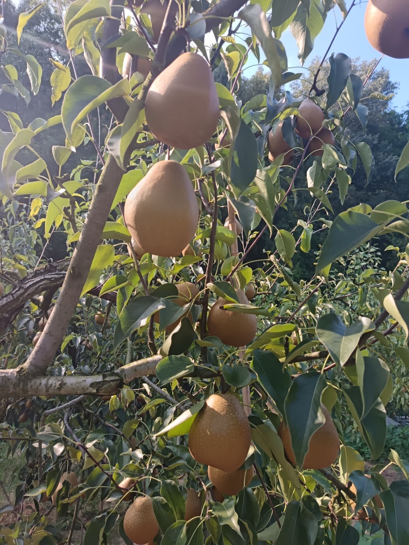 苍溪雪梨