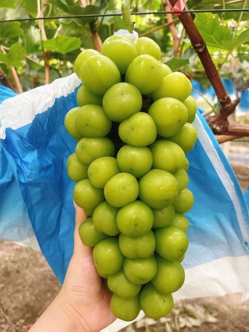 阳光玫瑰产地直销大量现货