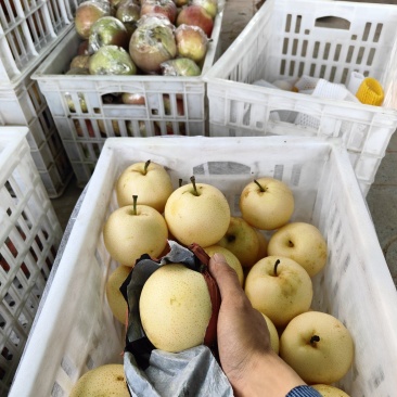 白皇冠梨
