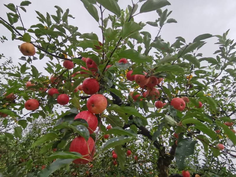 红露苹果