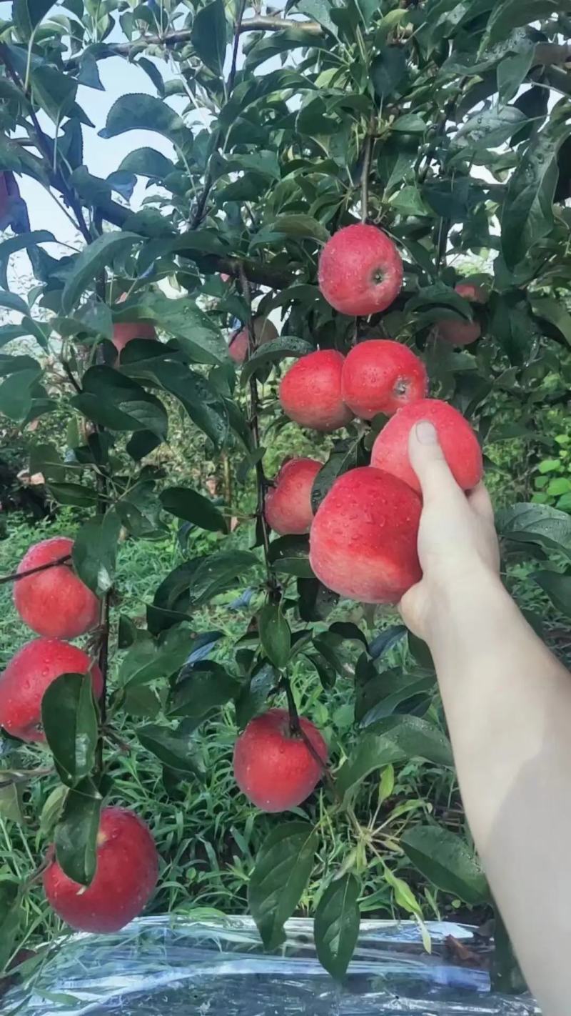 红露苹果